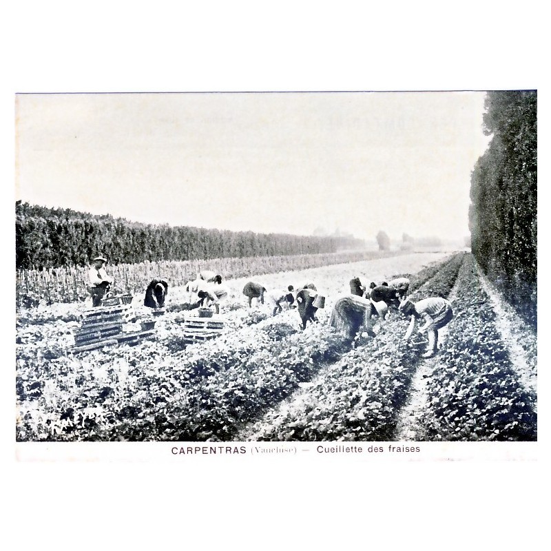 CP84 CARPENTRAS - CUEILLETTE DES FRAISES