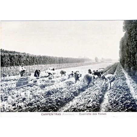 CP84 CARPENTRAS - CUEILLETTE DES FRAISES