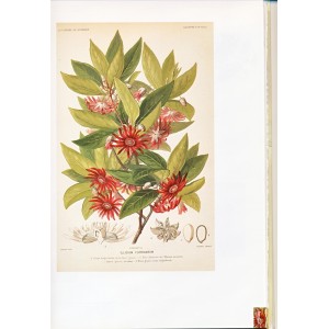 LIVRE LES ARBRES A PARFUMS - J. L. ANSEL