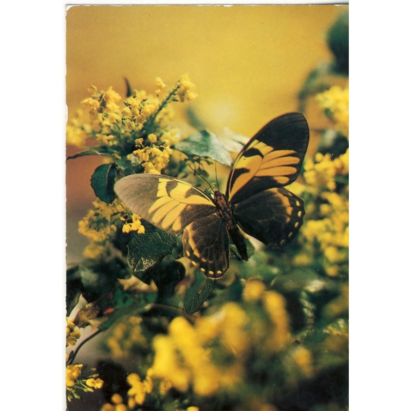 CARTE PAPILLON SUR FLEURS JAUNES