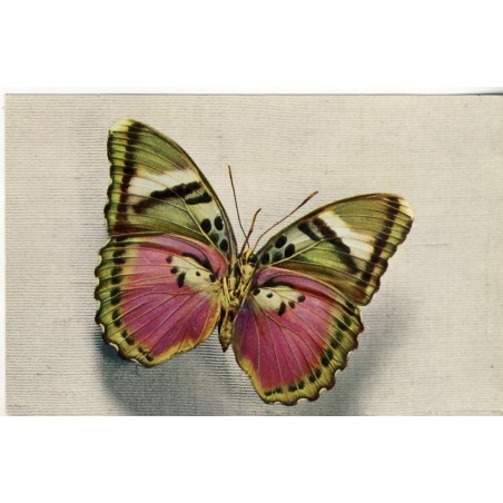 CARTE PAPILLON - CETHOSIA - TONKIN