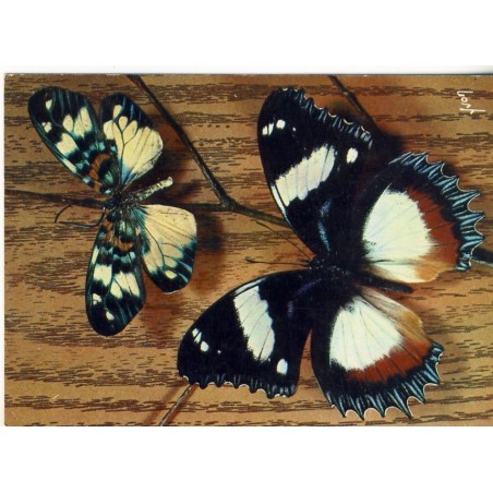 CARTE PAPILLONS EXOTIQUES