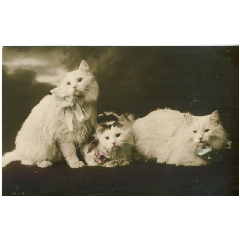 CARTE POSTALE TROIS CHATONS