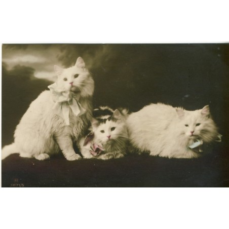 CARTE POSTALE TROIS CHATONS