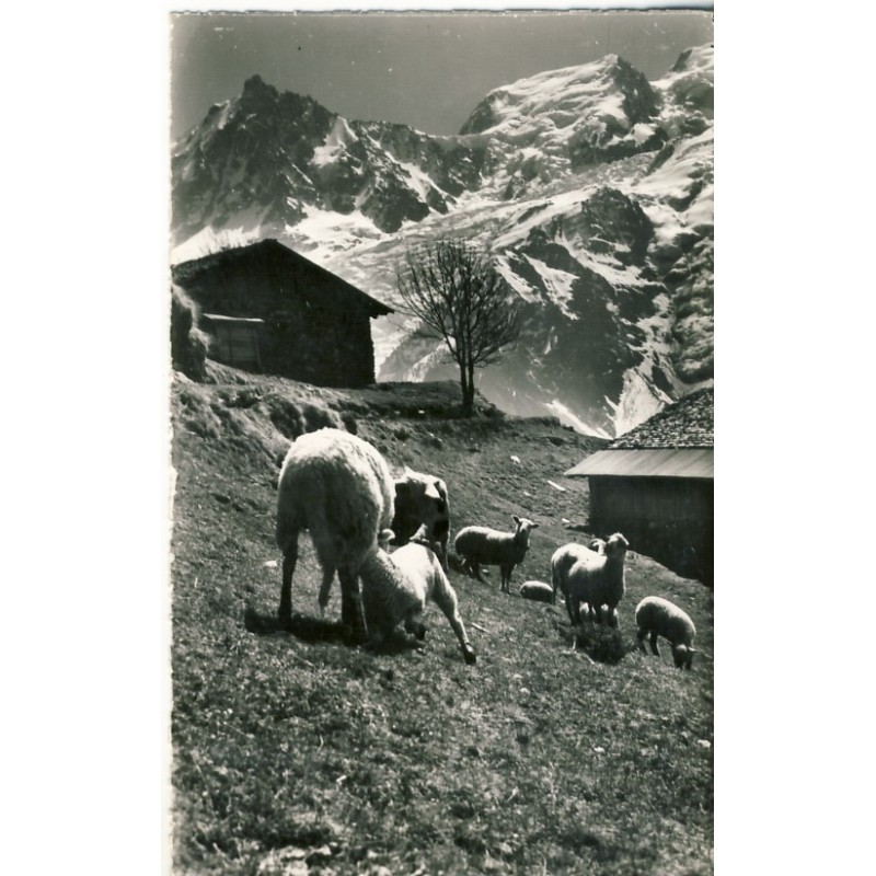 CARTE POSTALE MOUTONS AU PAYS DU MONT BLANC