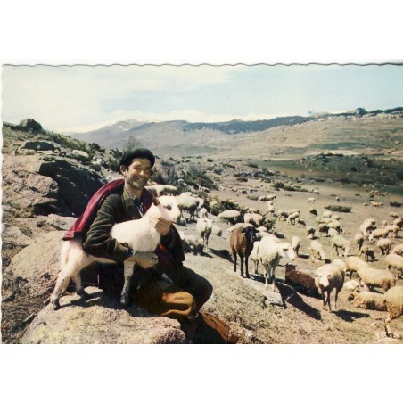 CARTE POSTALE PATURAGES AU COL DE LA PERCHE - MOUTONS ET BERGER