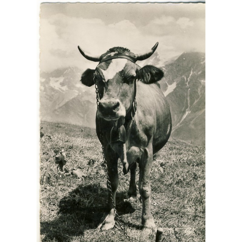 CARTE POSTALE VACHE DANS LES ALPAGES