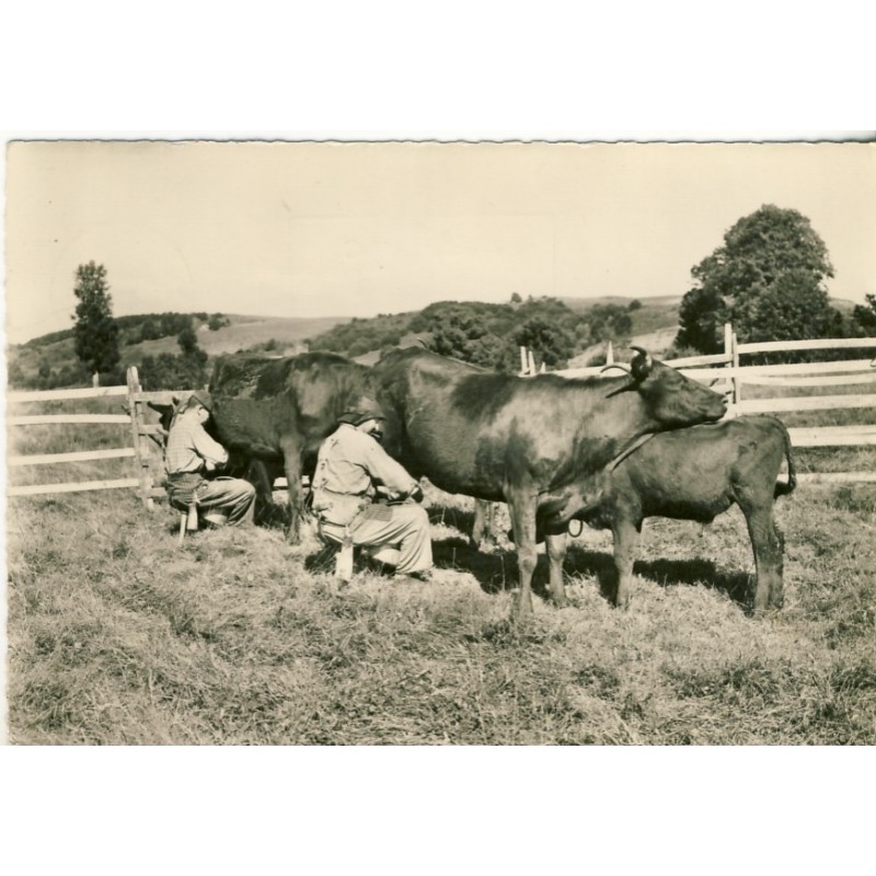 CARTE POSTALE LA TRAITE A L'ESTIVE