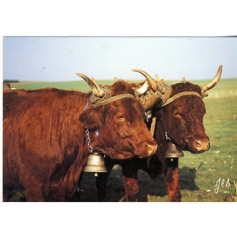 CARTE POSTALE ATTELAGE DE VACHES SALERS