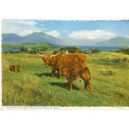 CARTE POSTALE ANGLAISE VACHES DES HIGHLAND