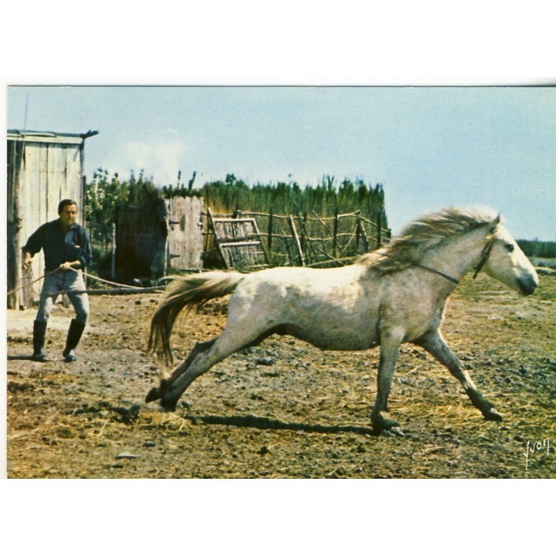 CARTE POSTALE CHEVAL EN CAMARGUE