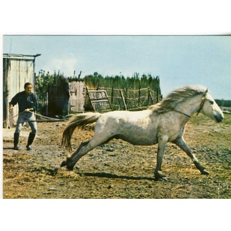 CARTE POSTALE CHEVAL EN CAMARGUE