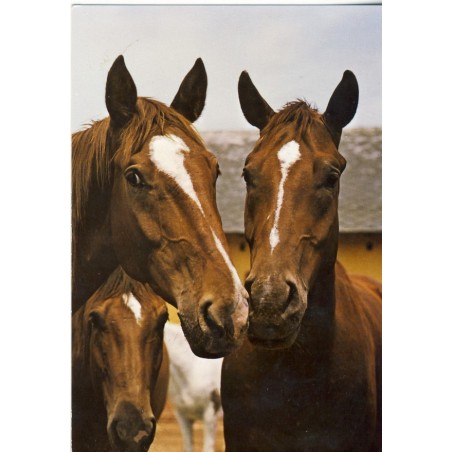 CARTE POSTALE TETES DE CHEVAUX PUR SANGS HONGROIS