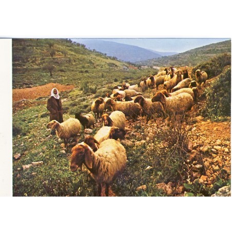 CARTE POSTALE MOUTONS -  LE BERGER ET SON TROUPEAU