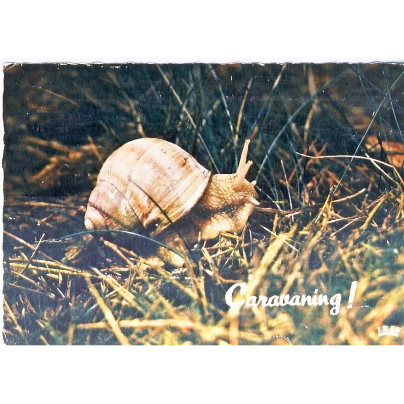 CARTE POSTALE ESCARGOT -  CARAVANING