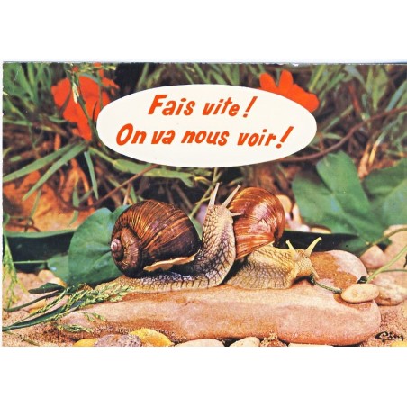 CARTE POSTALE COUPLE D'ESCARGOTS