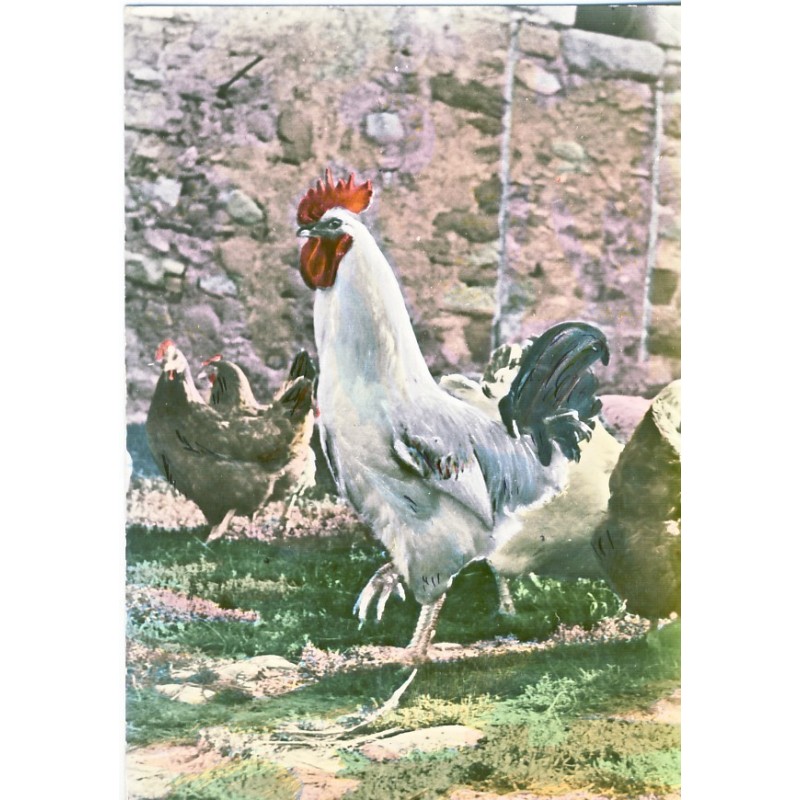 CARTE POSTALE COQ ET POULES