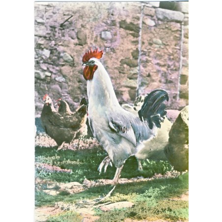 CARTE POSTALE COQ ET POULES