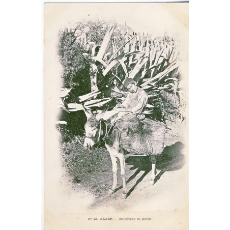 CARTE POSTALE BOURRICOT ET ALOES A ALGER