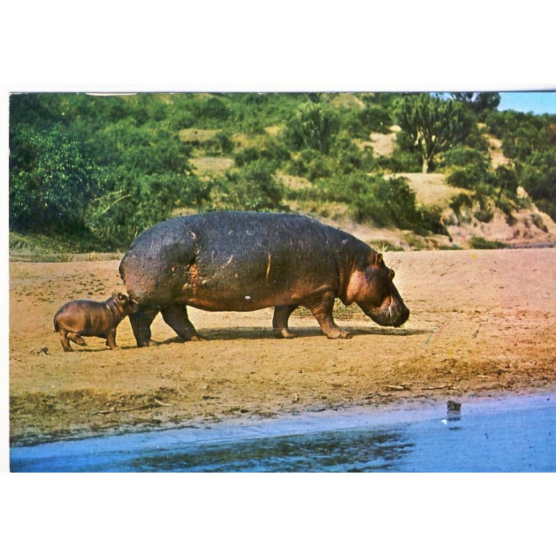 CARTE POSTALE HIPPOPOTAME ET SON PETIT