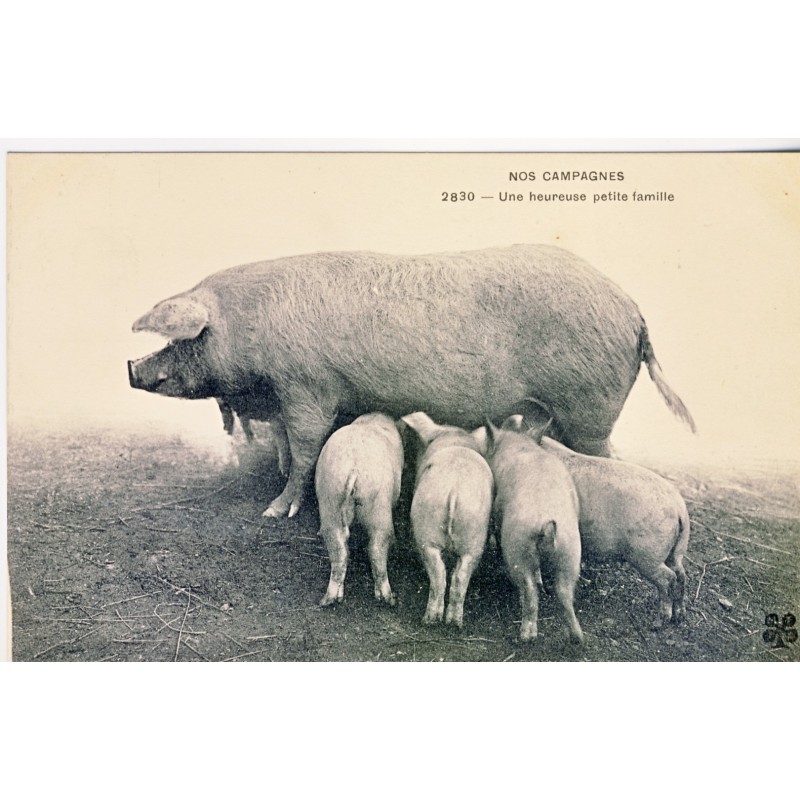 CARTE POSTALE UNE HEUREUSE PETITE FAMILLE  - PORCINE -