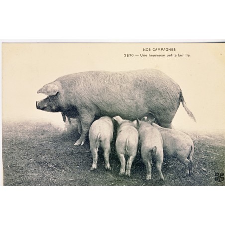 CARTE POSTALE UNE HEUREUSE PETITE FAMILLE  - PORCINE -