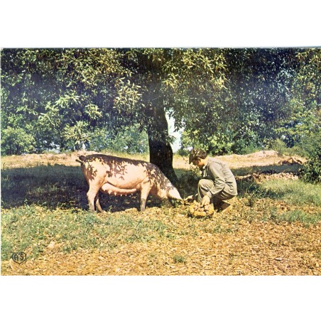 CARTE POSTALE LE GAVEUR DE TRUFFES - COCHON TRUFFIER