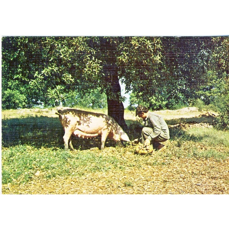 CARTE POSTALE LE CHERCHEUR DE TRUFFES - COCHON TRUFFIER