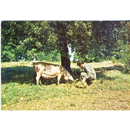 CARTE POSTALE LE CHERCHEUR DE TRUFFES - COCHON TRUFFIER
