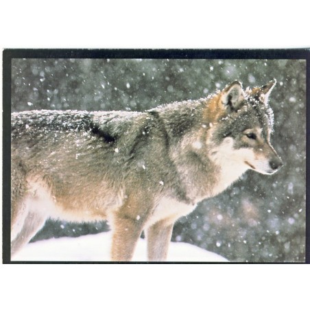 CARTE POSTALE LOUP DANS LA NEIGE