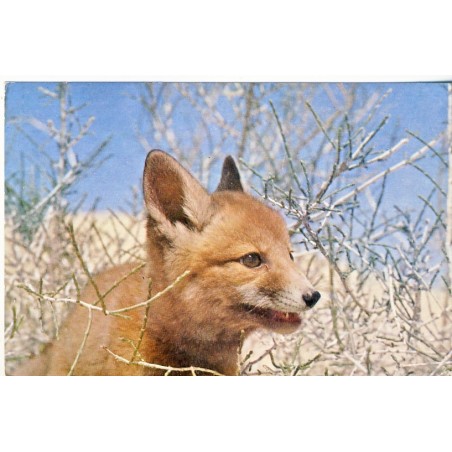 CARTE POSTALE RENARD DES SABLES