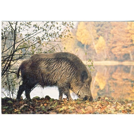 CARTE POSTALE LE SANGLIER