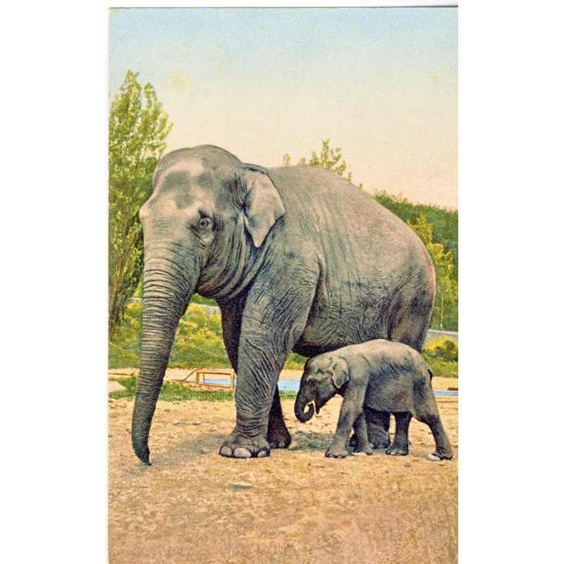 CARTE POSTALE ELEPHANTE ET SON ELEPHANTEAU