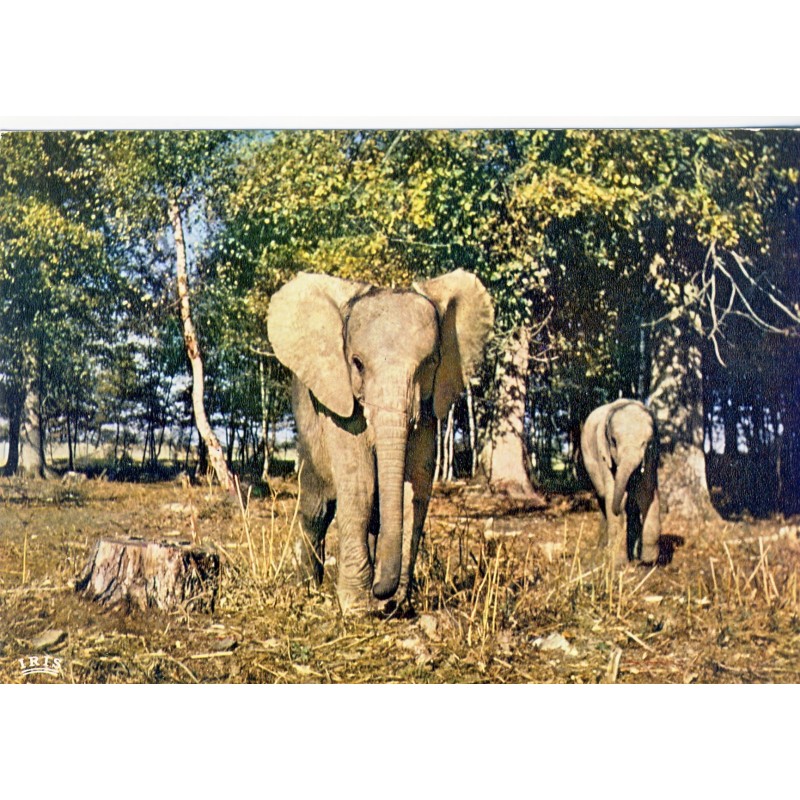 CARTE POSTALE ELEPHANTS DANS LA RESERVE AFRICAINE DE THOIRY EN YVELINES