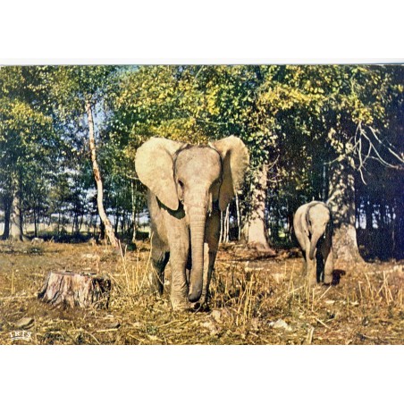 CARTE POSTALE ELEPHANTS DANS LA RESERVE AFRICAINE DE THOIRY EN YVELINES
