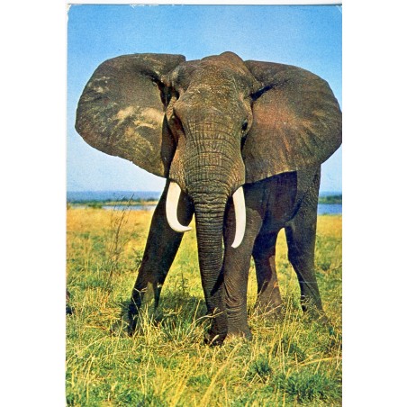 CARTE POSTALE FAUNE  AFRICAINE - ELEPHANT