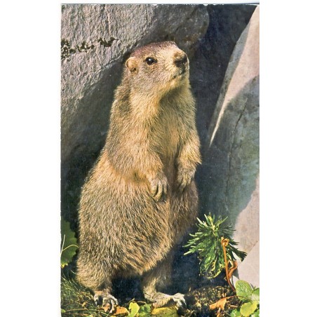 CARTE POSTALE MARMOTTE