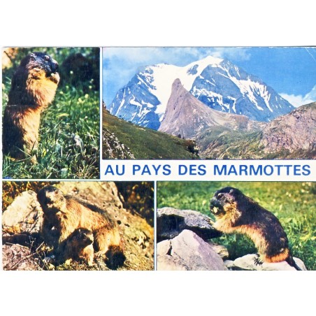 CARTE POSTALE AU PAYS DES MARMOTTES