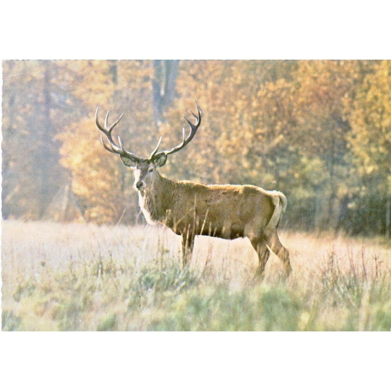 CARTE POSTALE CERF DANS UNE CLAIRIERE