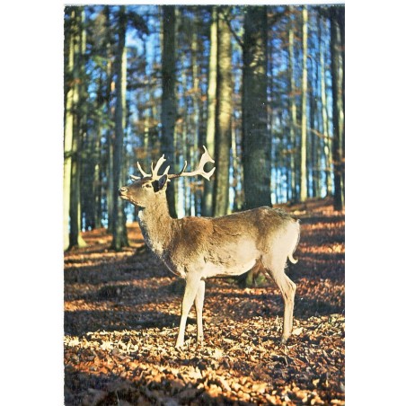 CARTE POSTALE CERF DANS UN BOIS