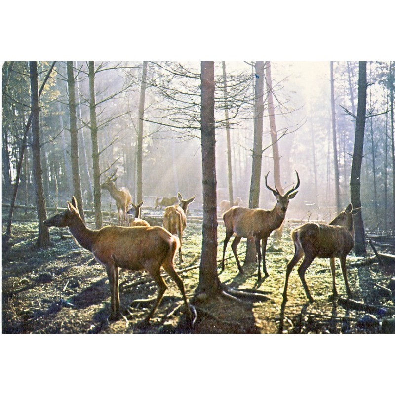 CARTE POSTALE CERF ET BICHES EN FORET DE TRONCAIS