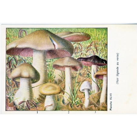 CARTE CHROMO PUBLICITAIRE CHAMPIGNONS