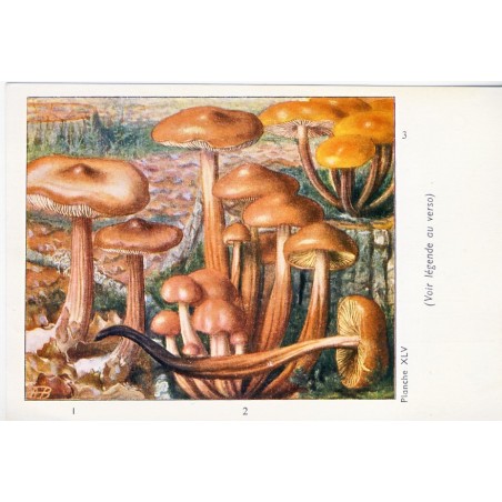 CARTE CHROMO PUBLICITAIRE CHAMPIGNONS - PLANCHE XLV