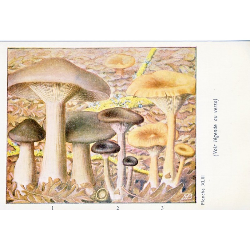 CARTE CHROMO PUBLICITAIRE CHAMPIGNONS﻿ PLANCHE XLIII