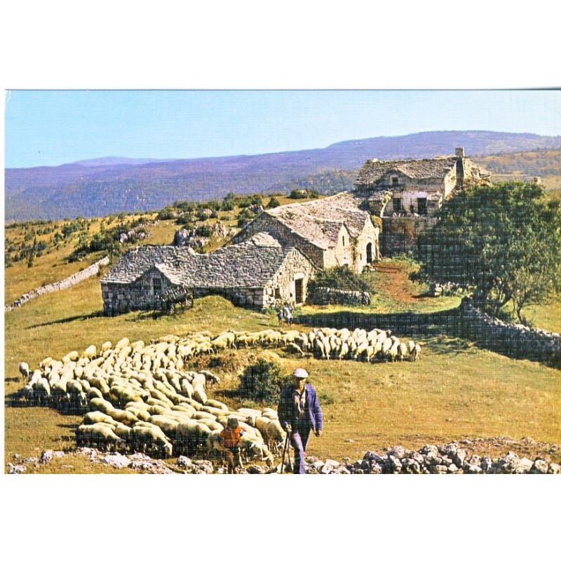 CARTE POSTALE DEPART DES MOUTONS POUR LE PATURAGE