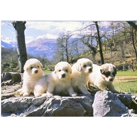 CARTE POSTALE JEUNES CHIENS DES PYRENEES