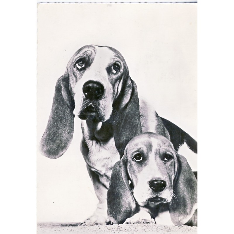 CARTE POSSTALE PUBLICITAIRE BASSETS D'ARTOIS PAR GENOLINE