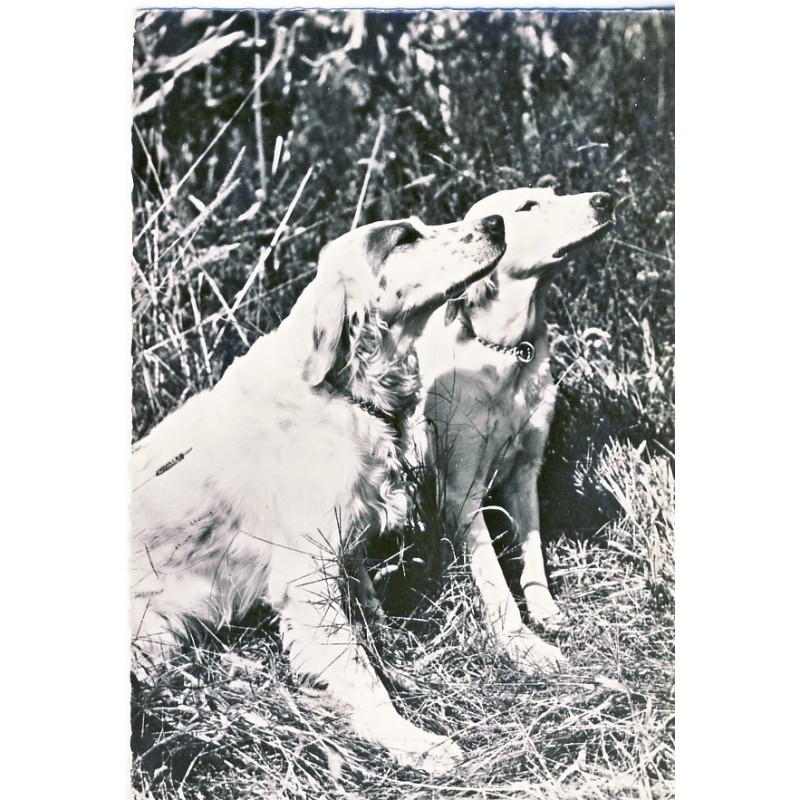 CARTE POSTALE PUBLICITAIRE SETTERS ANGLAIS PAR GENOLINE