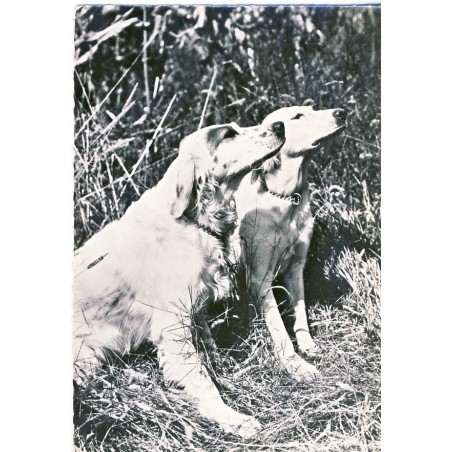 CARTE POSTALE PUBLICITAIRE SETTERS ANGLAIS PAR GENOLINE