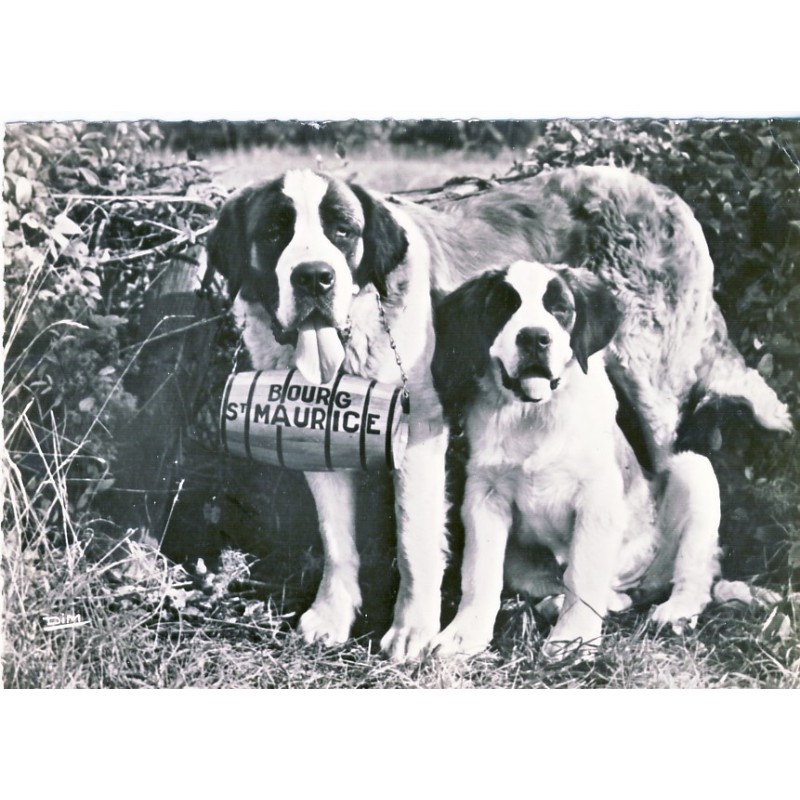 CARTE POSTALE CHIENS SAINT BERNARD - DINA ET BETTY